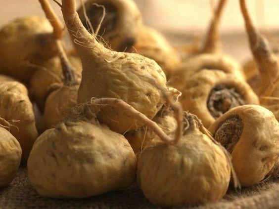 Qu'est-ce-que la maca ?